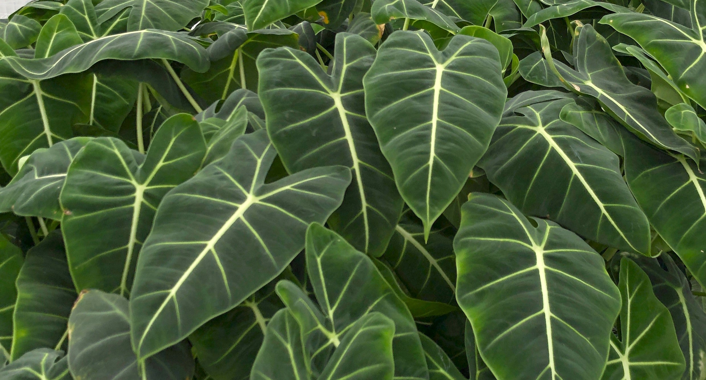 buy philodendron online uk Philodendron sp. - Red
