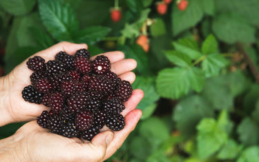 Blackberry Varieties Compared: Choosing the Best Blackberry for You