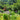 Grow Your Own Food Forest: How to Build a Backyard Orchard