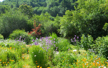 Grow Your Own Food Forest: How to Build a Backyard Orchard