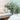 Main Character Plants: How to Decorate With Statement Houseplants