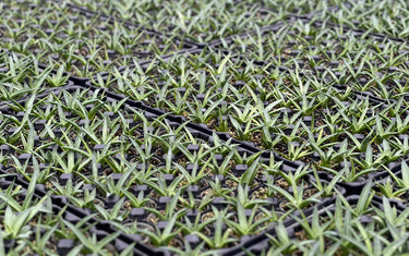 How to Care for Starter Plants - Starter Plant Plug Planting & Growing Guide