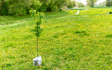Why Fall Can Be the Best Time to Plant Trees and Shrubs
