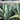 Agave Varieties Compared: Choosing the Best Agave for You