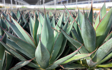 Agave Varieties Compared: Choosing the Best Agave for You