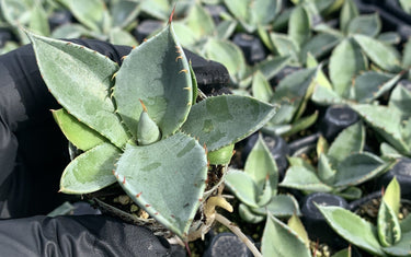 How to Care for Drought Tolerant Plants - Planting & Growing Guide