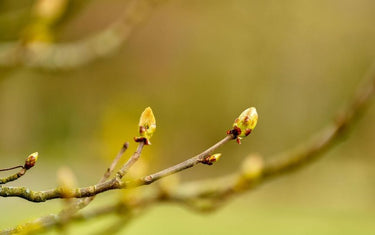 Is My Tree Dead or Just Dormant? A Guide to Understanding Tree Dormancy