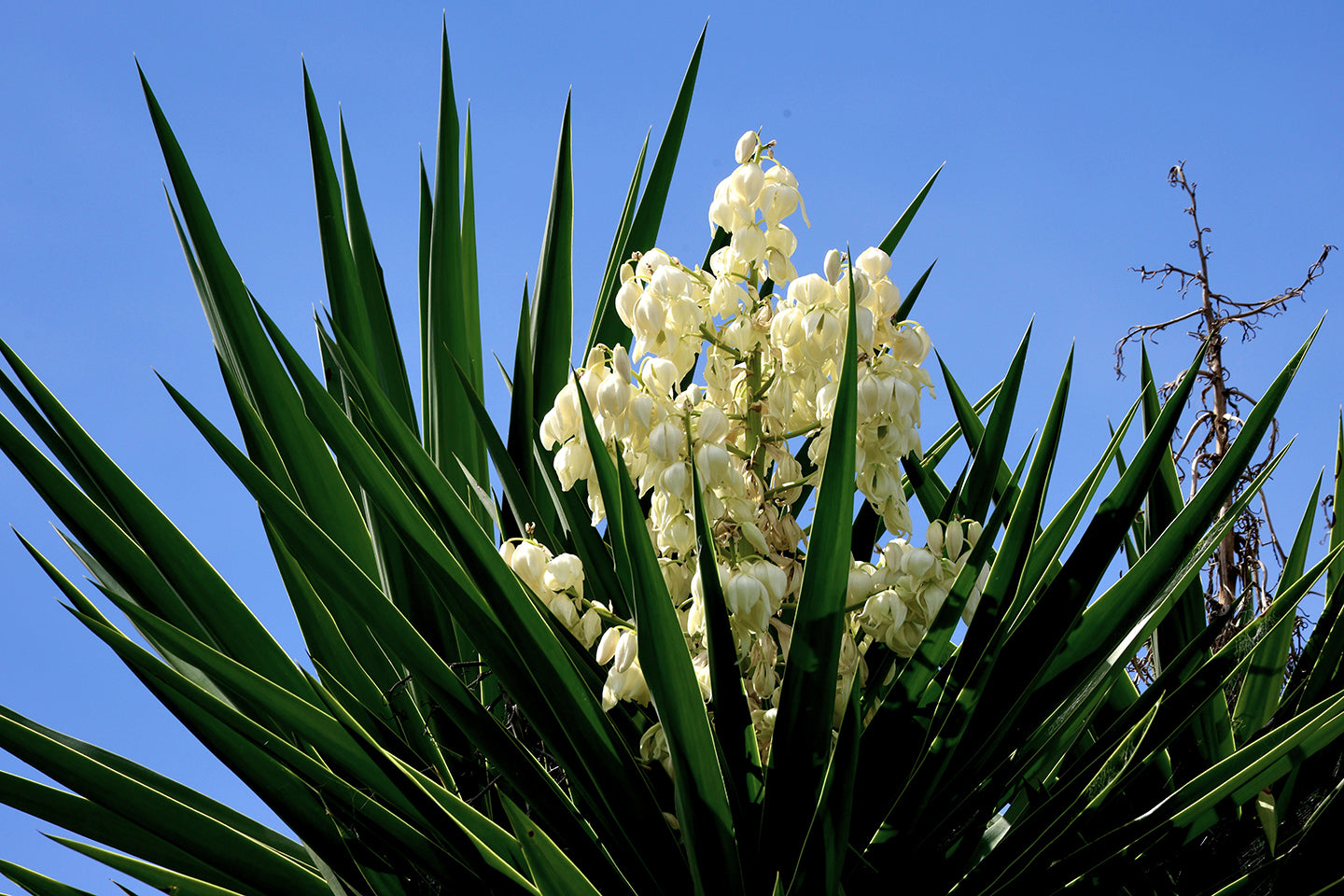 Red Yucca vs. Yucca: Comparing 13 Drought-Tolerant Varieties  MicroStarts
