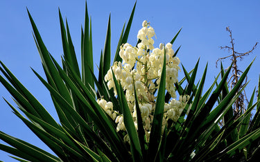 Red Yucca vs. Yucca: Comparing 13 Drought-Tolerant Varieties