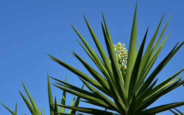 Yucca Varieties Compared: Choosing the Best Yucca for You