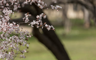 Sweet Cherry Pollination Made Simple: Pollination Pairings for Our Cherry Varieties