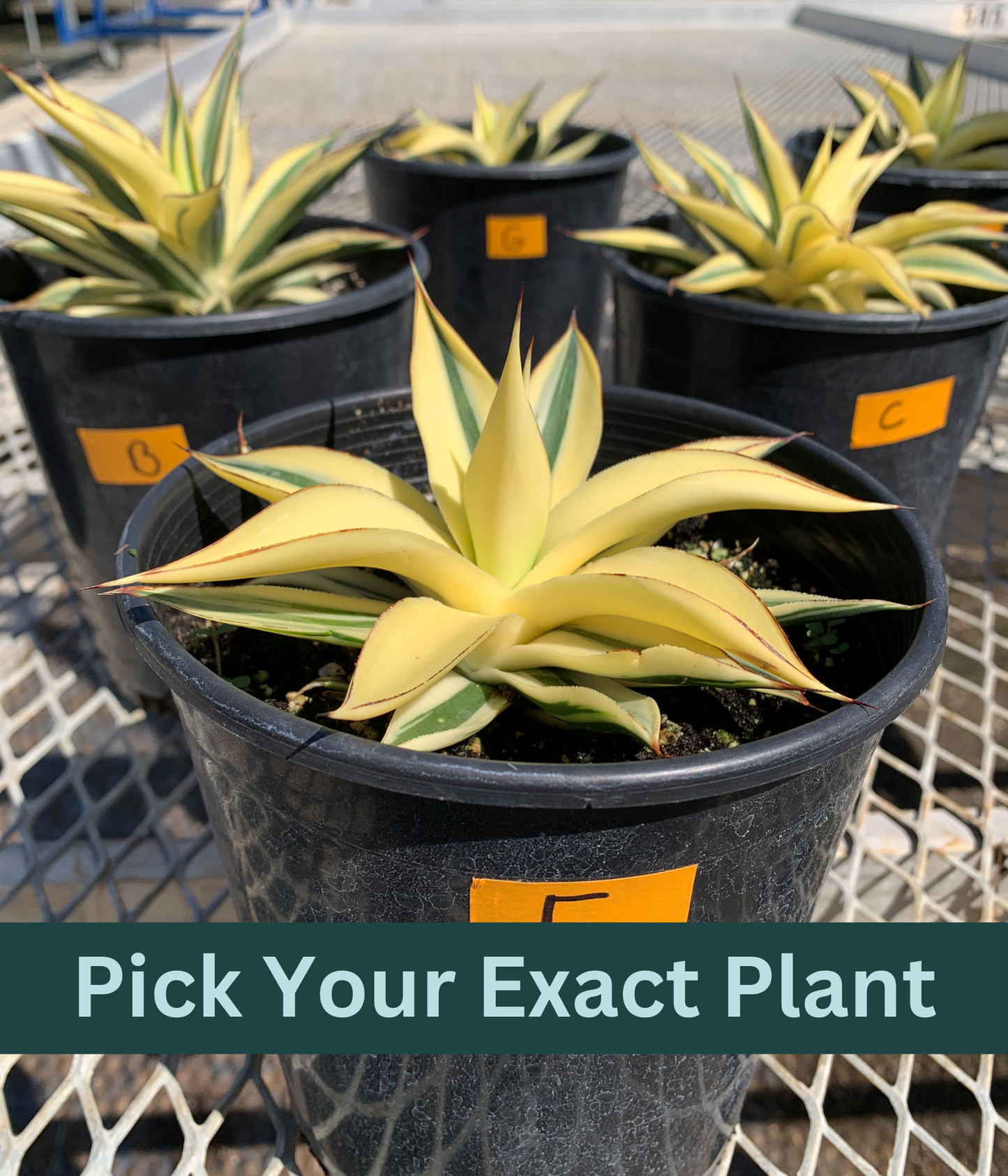 1 Gallon - Agave 'Blue Glow' Half-Moon Reverse Variegated - Succulent Plants - Pick Your Exact Plant!