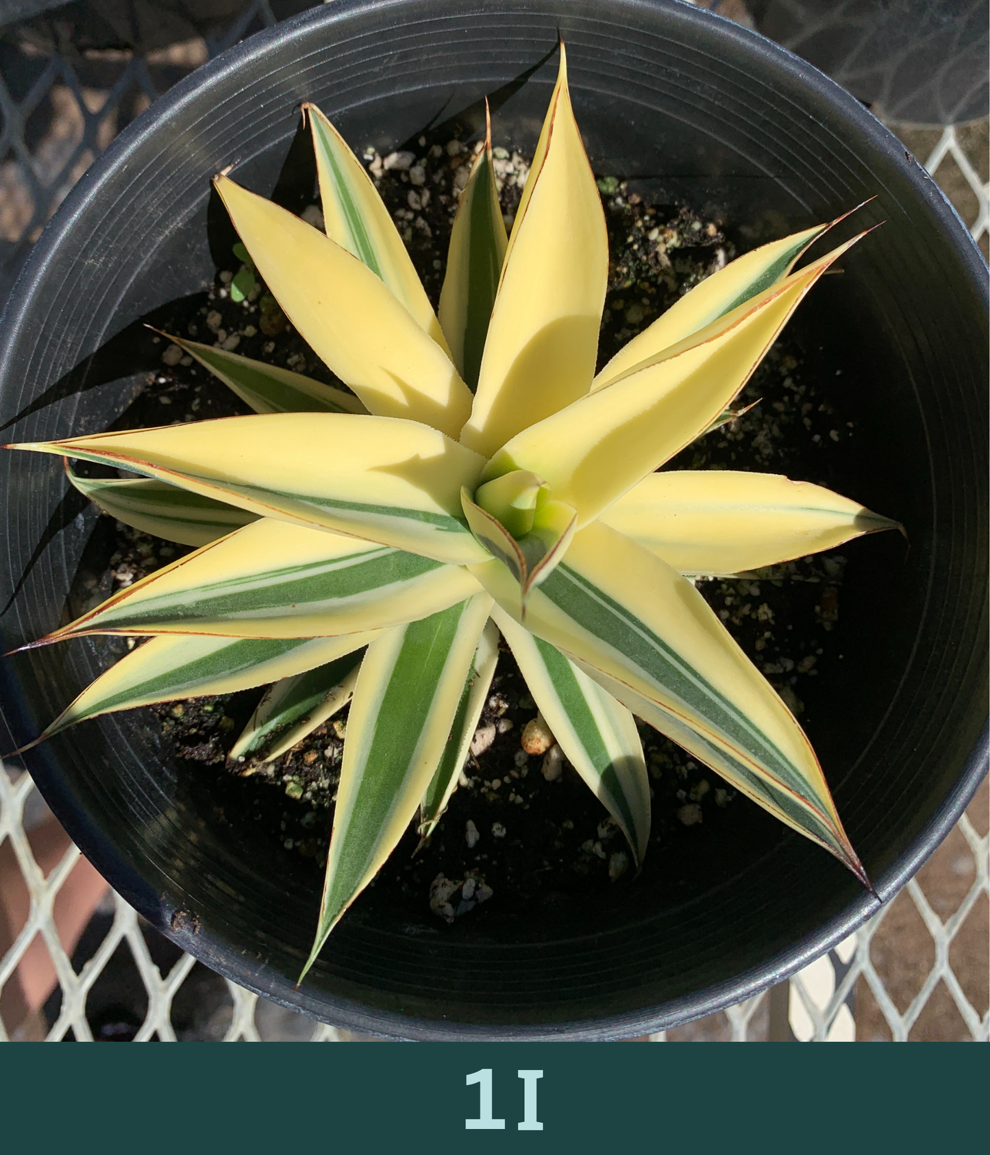 1 Gallon - Agave 'Blue Glow' Half-Moon Reverse Variegated - Succulent Plants - Pick Your Exact Plant!