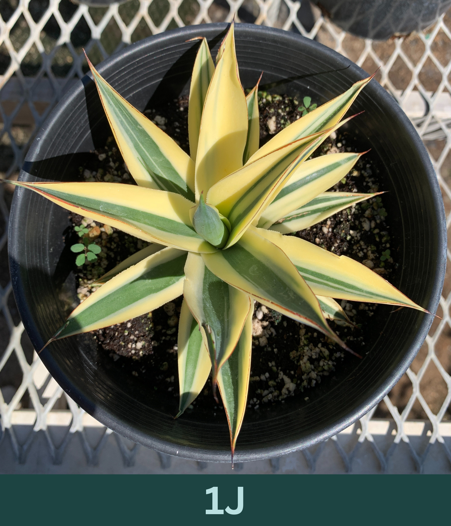 1 Gallon - Agave 'Blue Glow' Half-Moon Reverse Variegated - Succulent Plants - Pick Your Exact Plant!