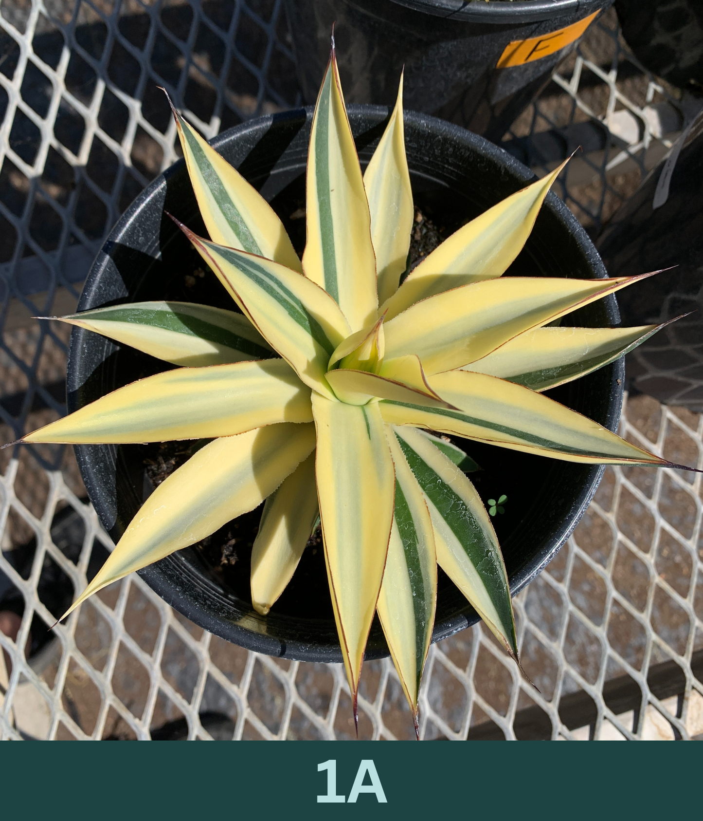 1 Gallon - Agave 'Blue Glow' Half-Moon Reverse Variegated - Succulent Plants - Pick Your Exact Plant!