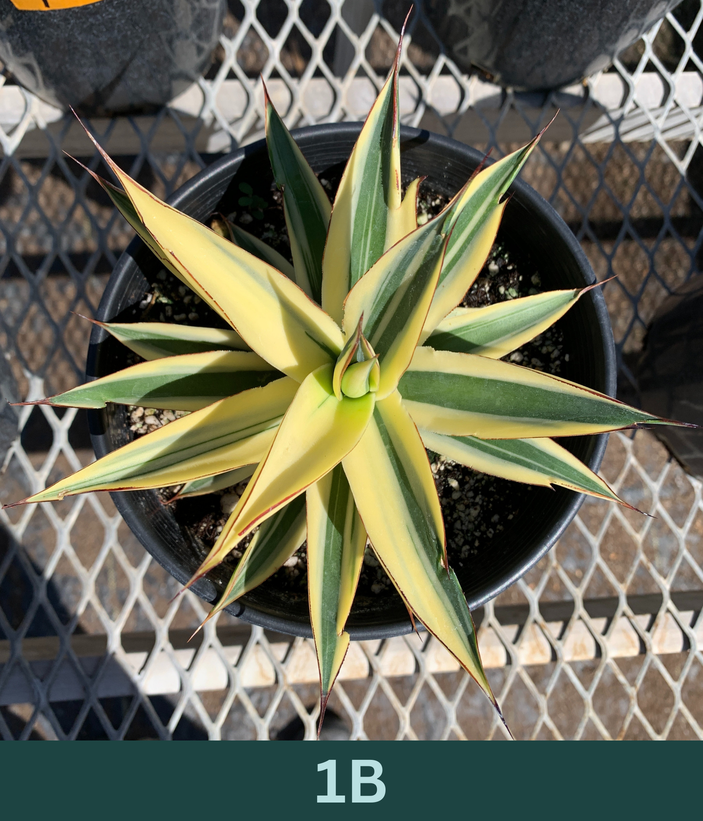 1 Gallon - Agave 'Blue Glow' Half-Moon Reverse Variegated - Succulent Plants - Pick Your Exact Plant!