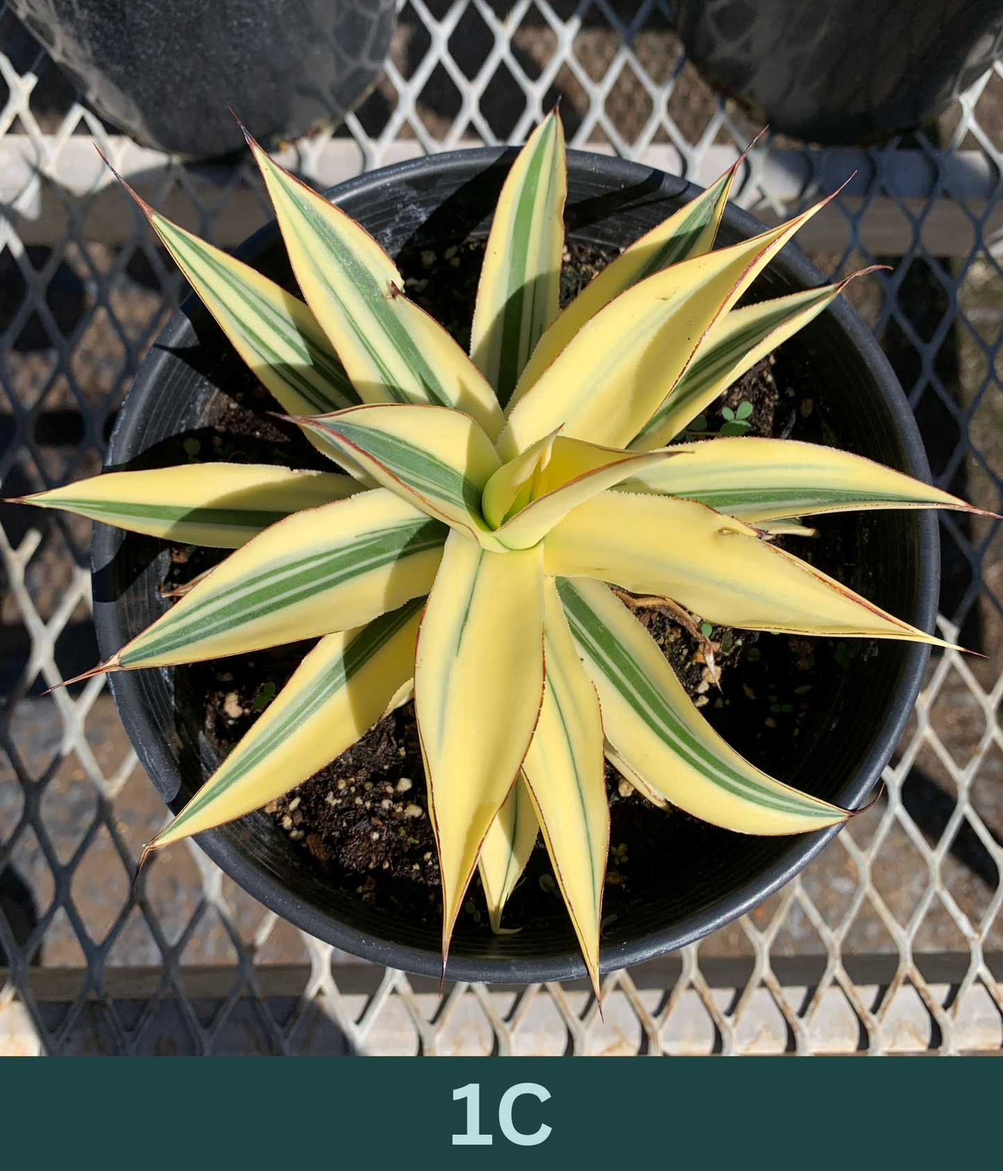 1 Gallon - Agave 'Blue Glow' Half-Moon Reverse Variegated - Succulent Plants - Pick Your Exact Plant!
