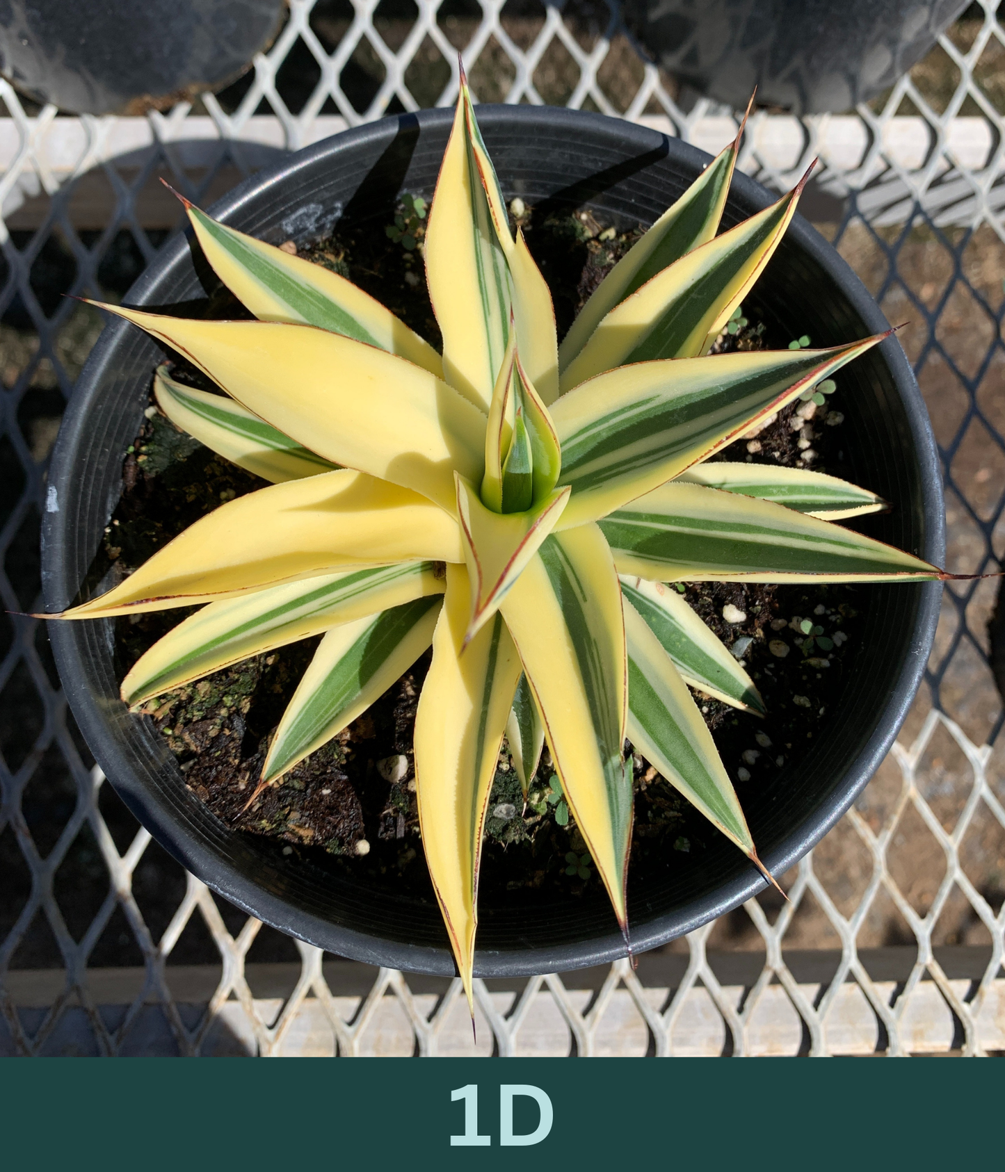1 Gallon - Agave 'Blue Glow' Half-Moon Reverse Variegated - Succulent Plants - Pick Your Exact Plant!