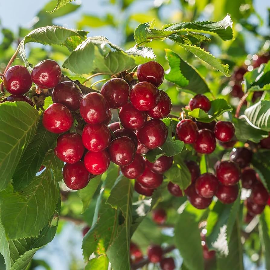 Cherry Trees | Grow an Edible Landscape
