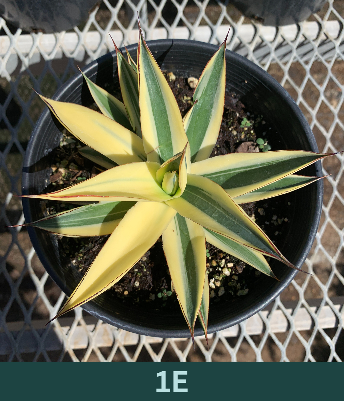 1 Gallon - Agave 'Blue Glow' Half-Moon Reverse Variegated - Succulent Plants - Pick Your Exact Plant!