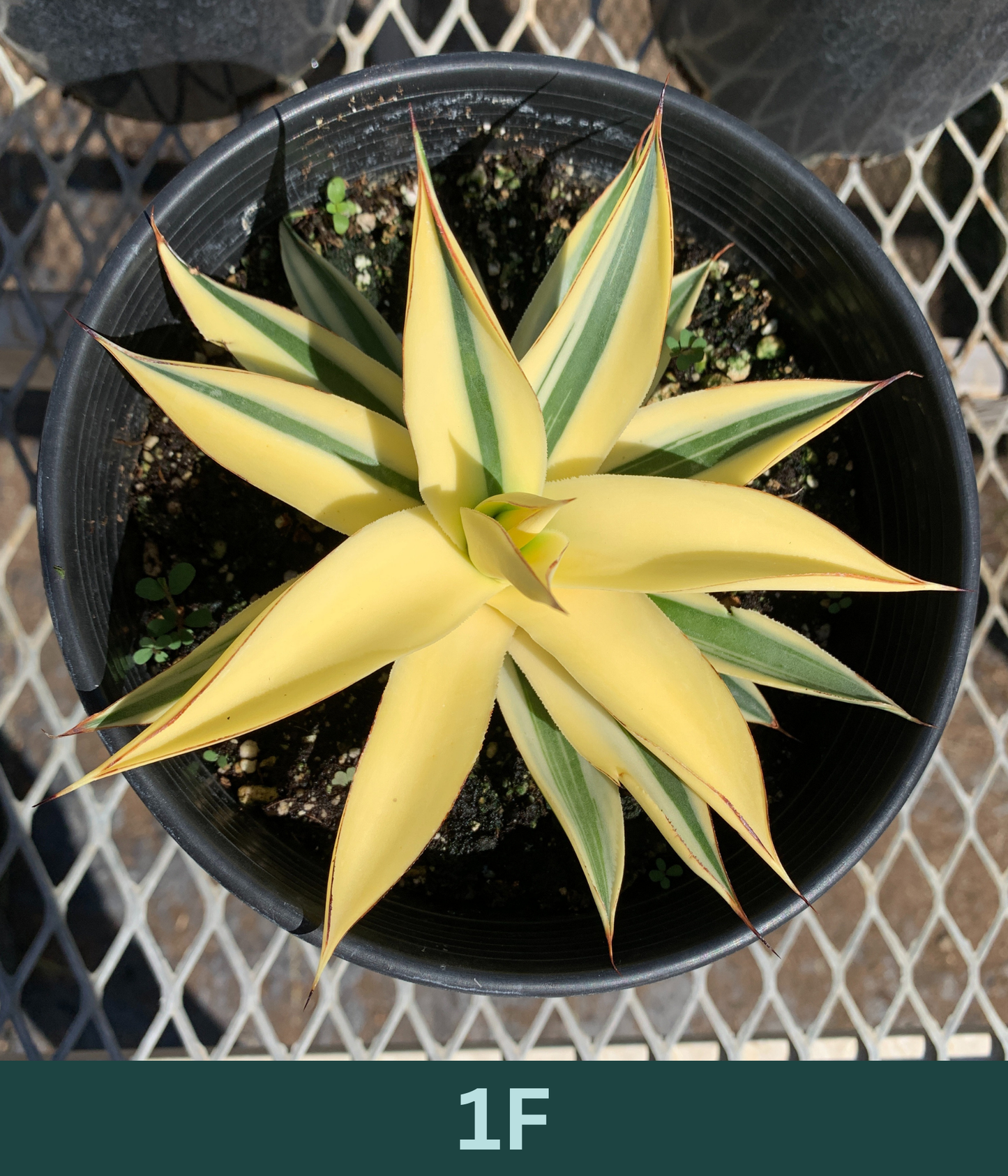 1 Gallon - Agave 'Blue Glow' Half-Moon Reverse Variegated - Succulent Plants - Pick Your Exact Plant!