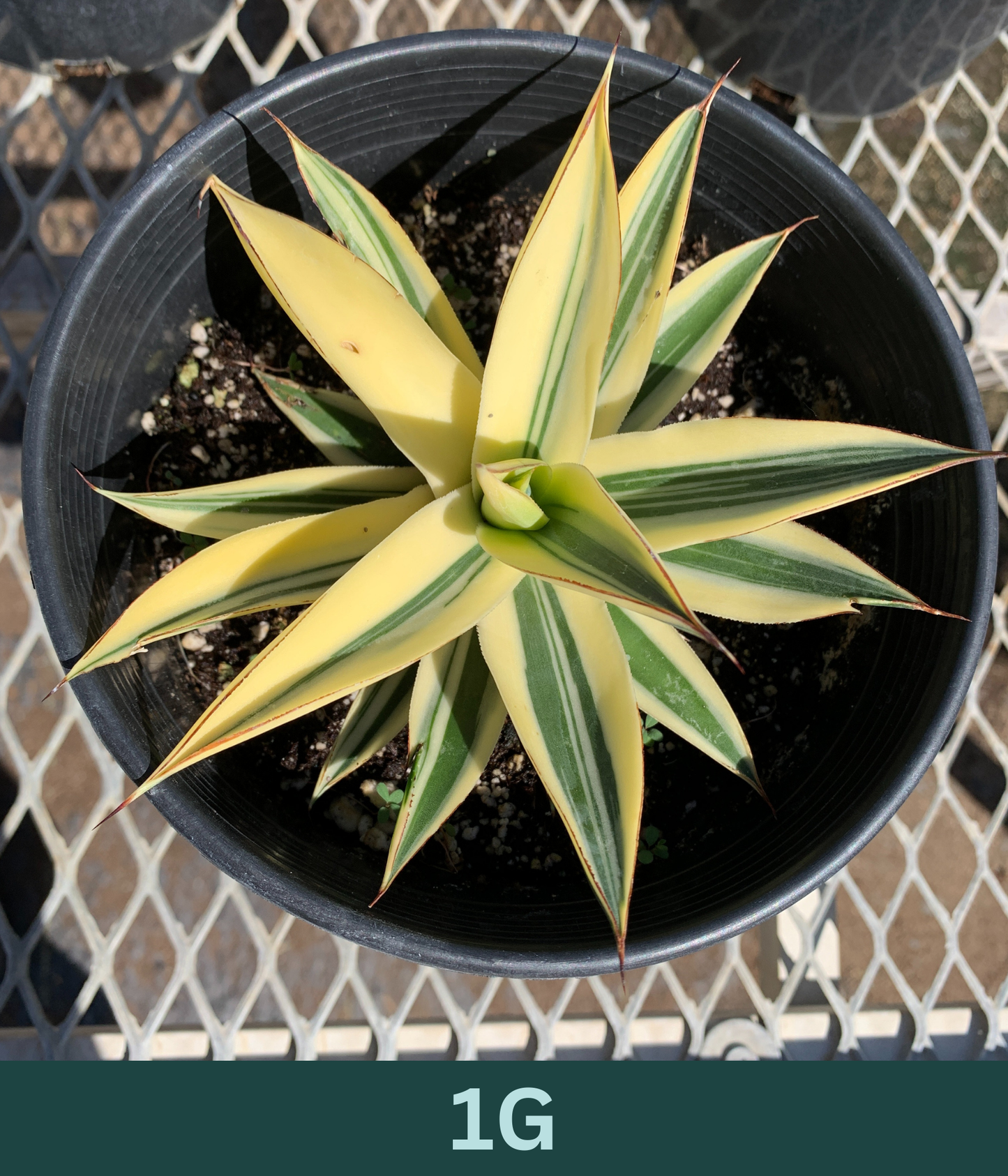 1 Gallon - Agave 'Blue Glow' Half-Moon Reverse Variegated - Succulent Plants - Pick Your Exact Plant!