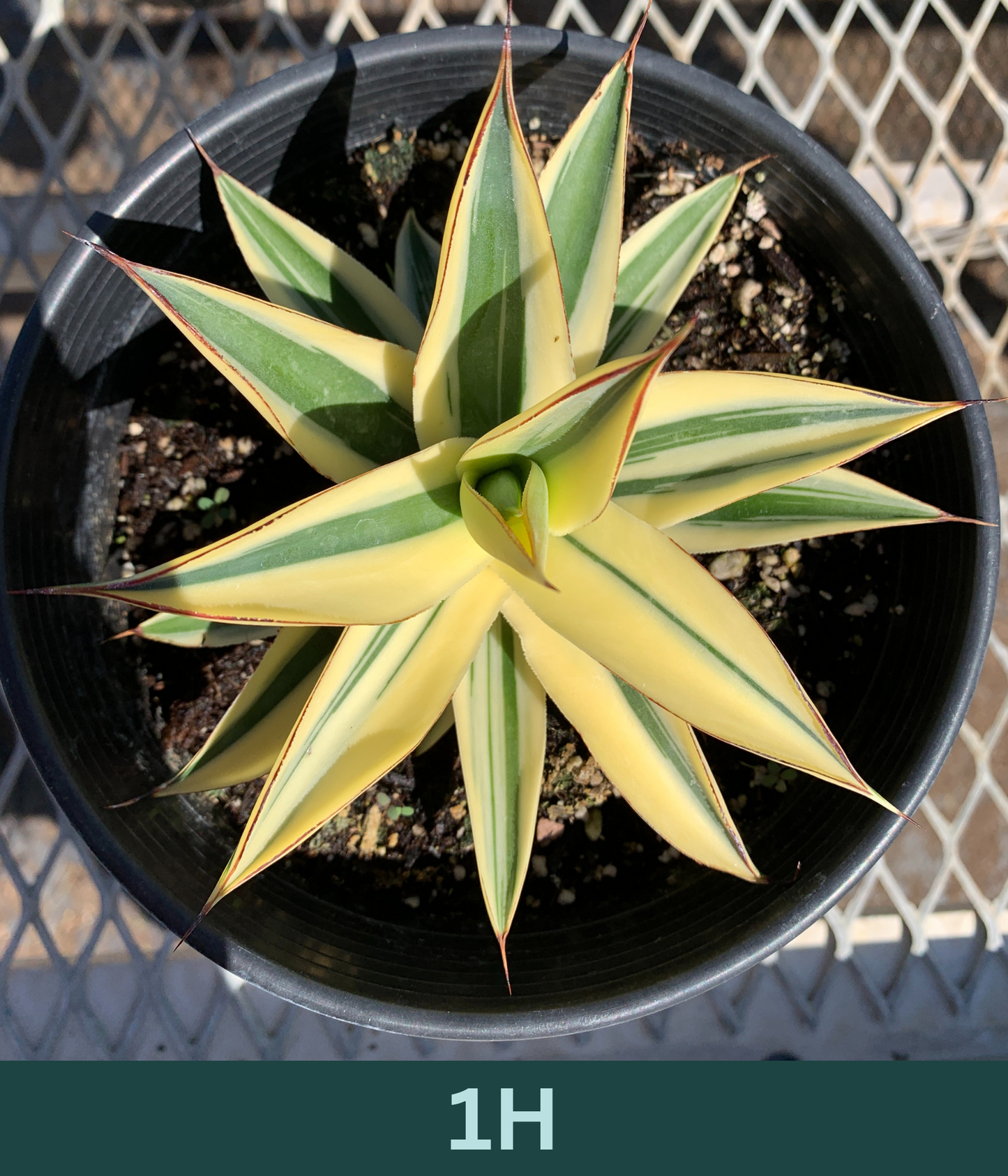 1 Gallon - Agave 'Blue Glow' Half-Moon Reverse Variegated - Succulent Plants - Pick Your Exact Plant!