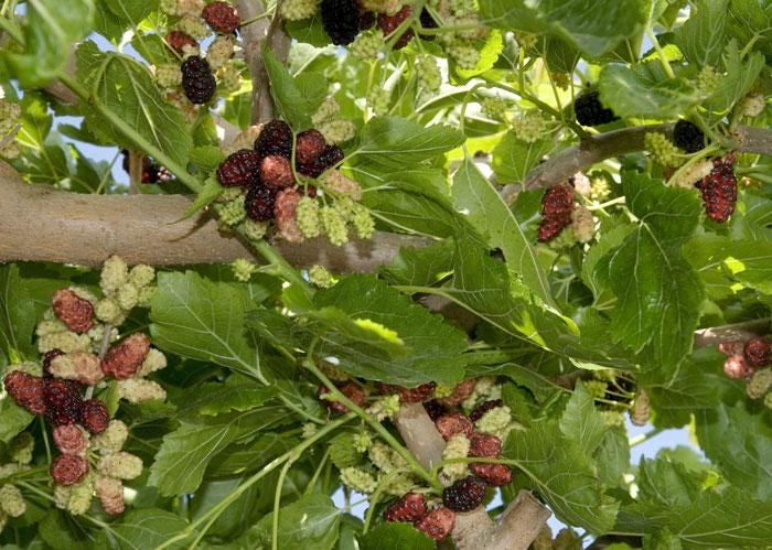 Bunches of mulberries ripening on a Dwarf Everbearing Mulberry tree. The riper mulberries are dark purple to black in color, with younger mulberries light green to red.