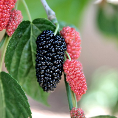 A picture of a ripe mulberry on a Dwarf Everbearing Mulberry tree. The mature mulberry is a dark purple to black color, and is pictured next to younger red mulberries.