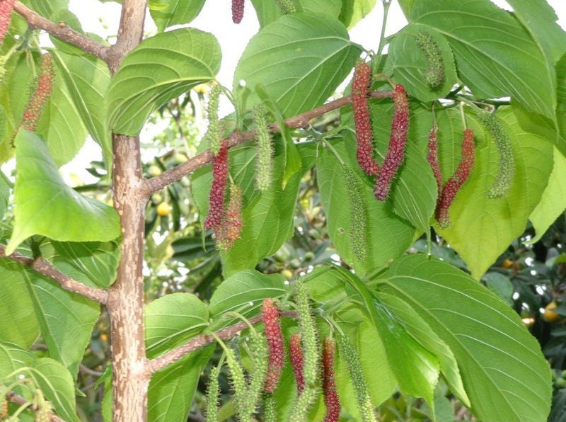 A picture of ripening Himalayan mulberries on a tree. The riper mulberries are a red to purple color, and hang in strands. The still ripening mulberries are light green.