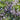A fully grown Melia azedarach, also known as Persian lilac, chinaberry tree, bead tree, Pride of India, and more! The leaves are a dark green, while large bunches of light purple flowers are visible.