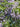A fully grown Melia azedarach, also known as Persian lilac, chinaberry tree, bead tree, Pride of India, and more! The leaves are a dark green, while large bunches of light purple flowers are visible.