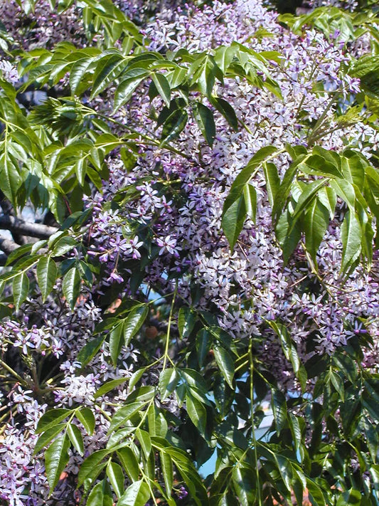 A fully grown Melia azedarach, also known as Persian lilac, chinaberry tree, bead tree, Pride of India, and more! The leaves are a dark green, while large bunches of light purple flowers are visible.
