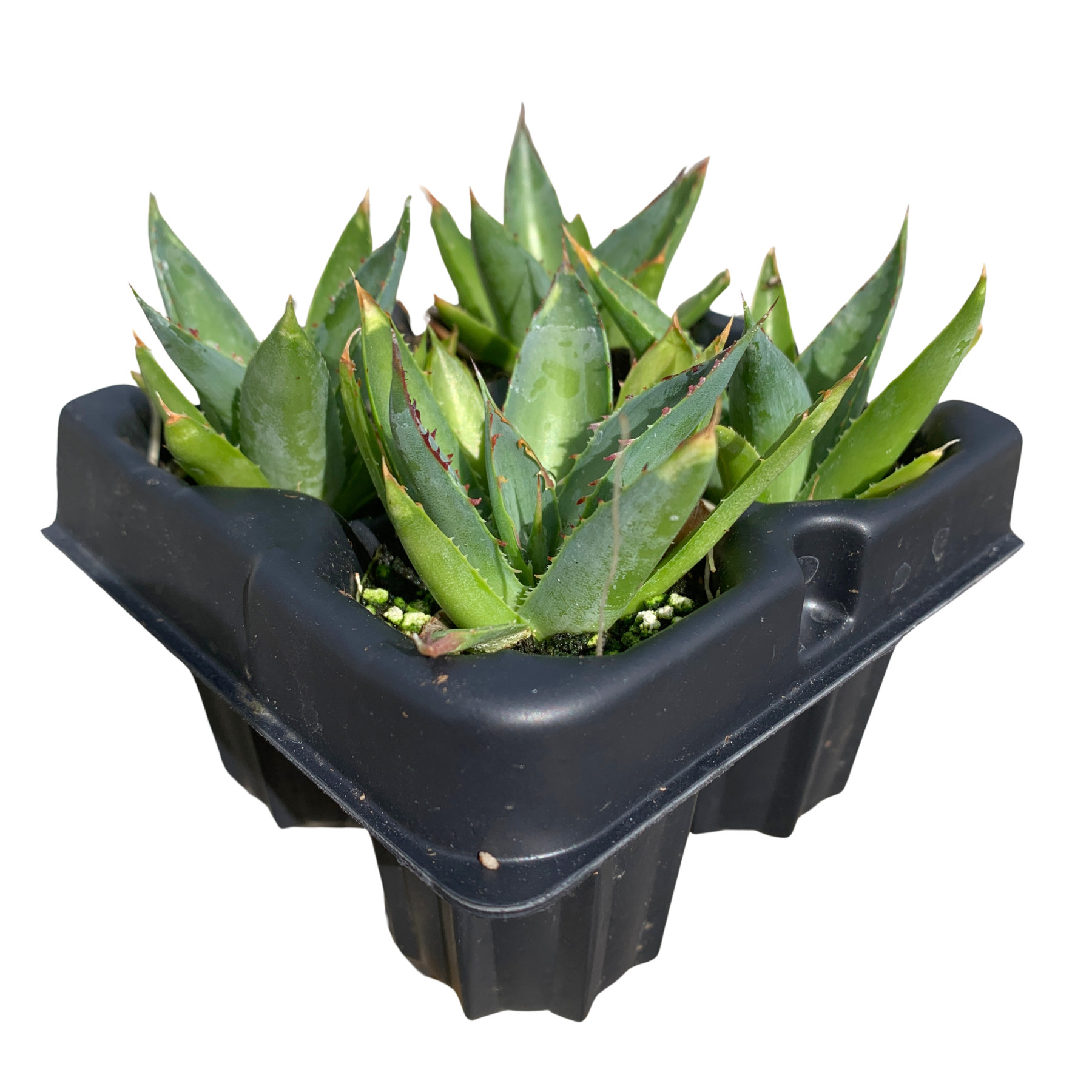 Blue Glow Agave Starter Plants