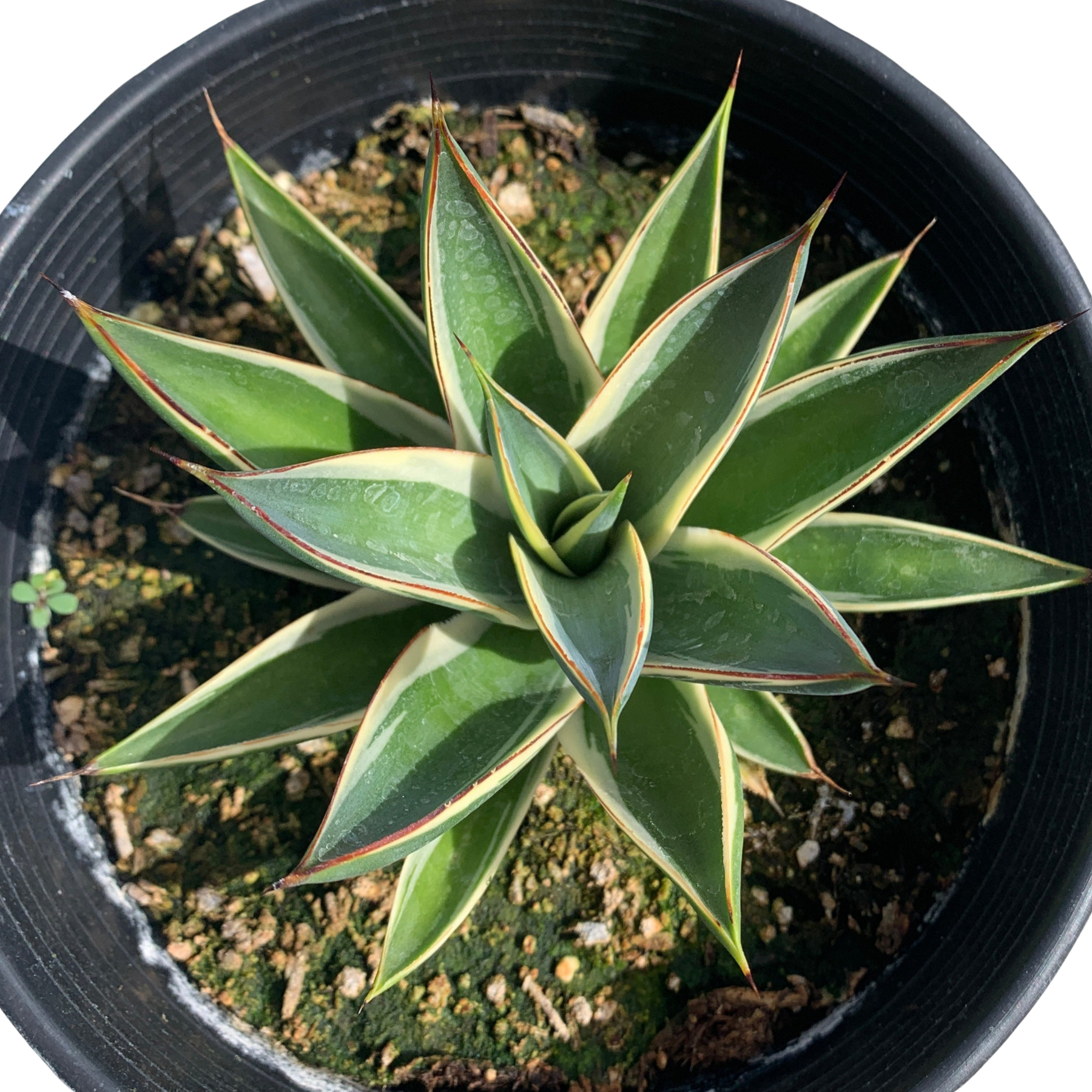 California Glow Agave 1 gal pots - Variegated Blue Glow - Drought