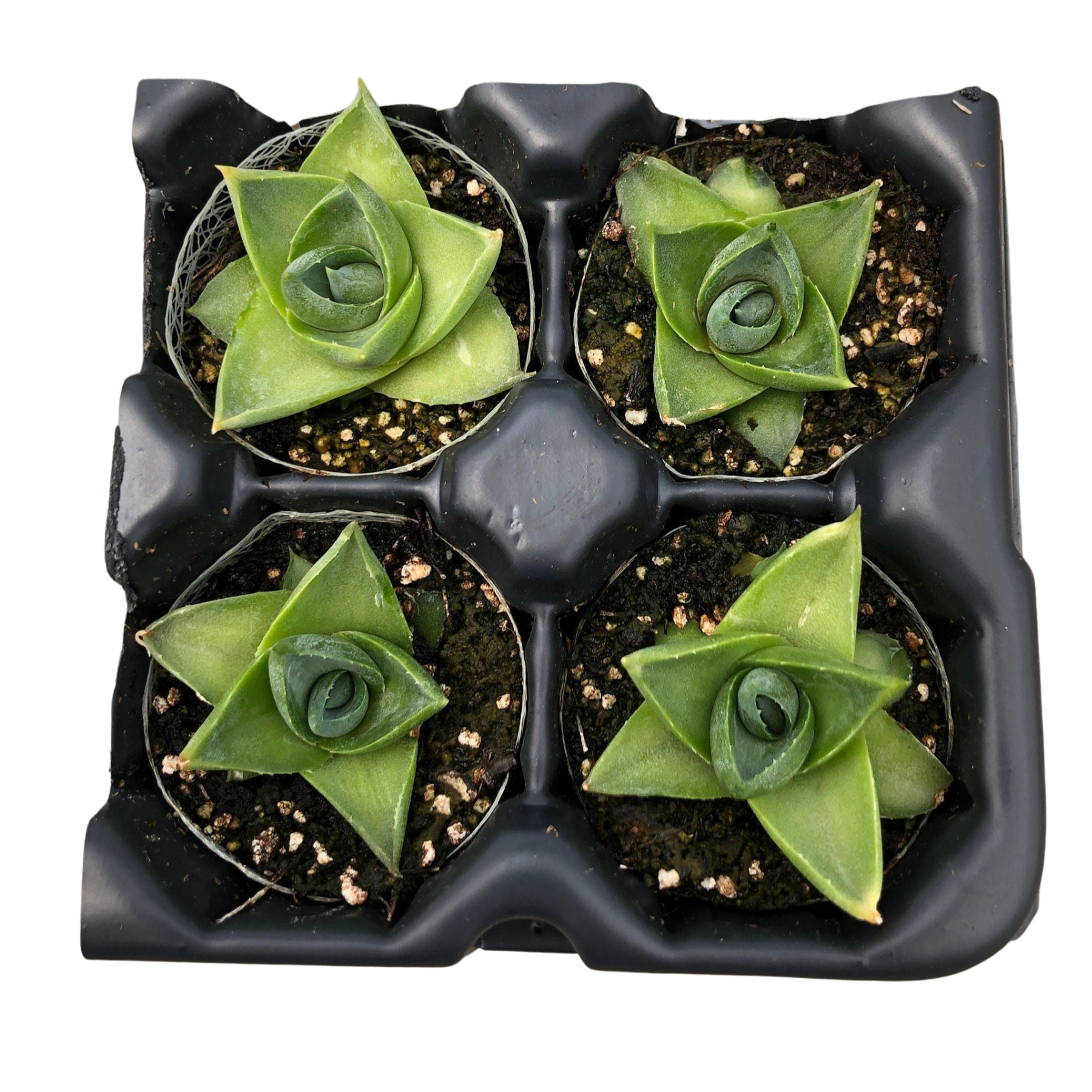 pixie succulents Pixie Agave Starter Plants