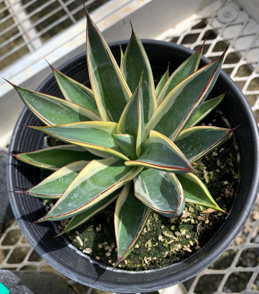 An Agave 'Snow Glow' in a 1 gallon pot. It's yellow variegation and red ridges are prominently visible.