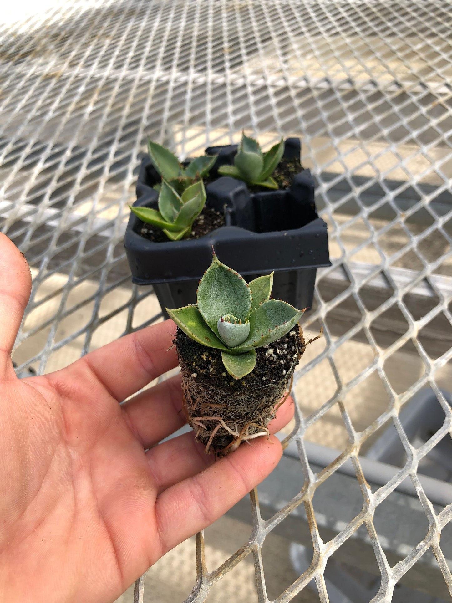 A 4 pack of Agave parryi 'Truncata' with one plug pulled out to show detail. The plug shows the wide, rounded leaves of Truncata plus its characteristic brown spikes. The plug also has well-developed roots visible from its compostable soil pot.