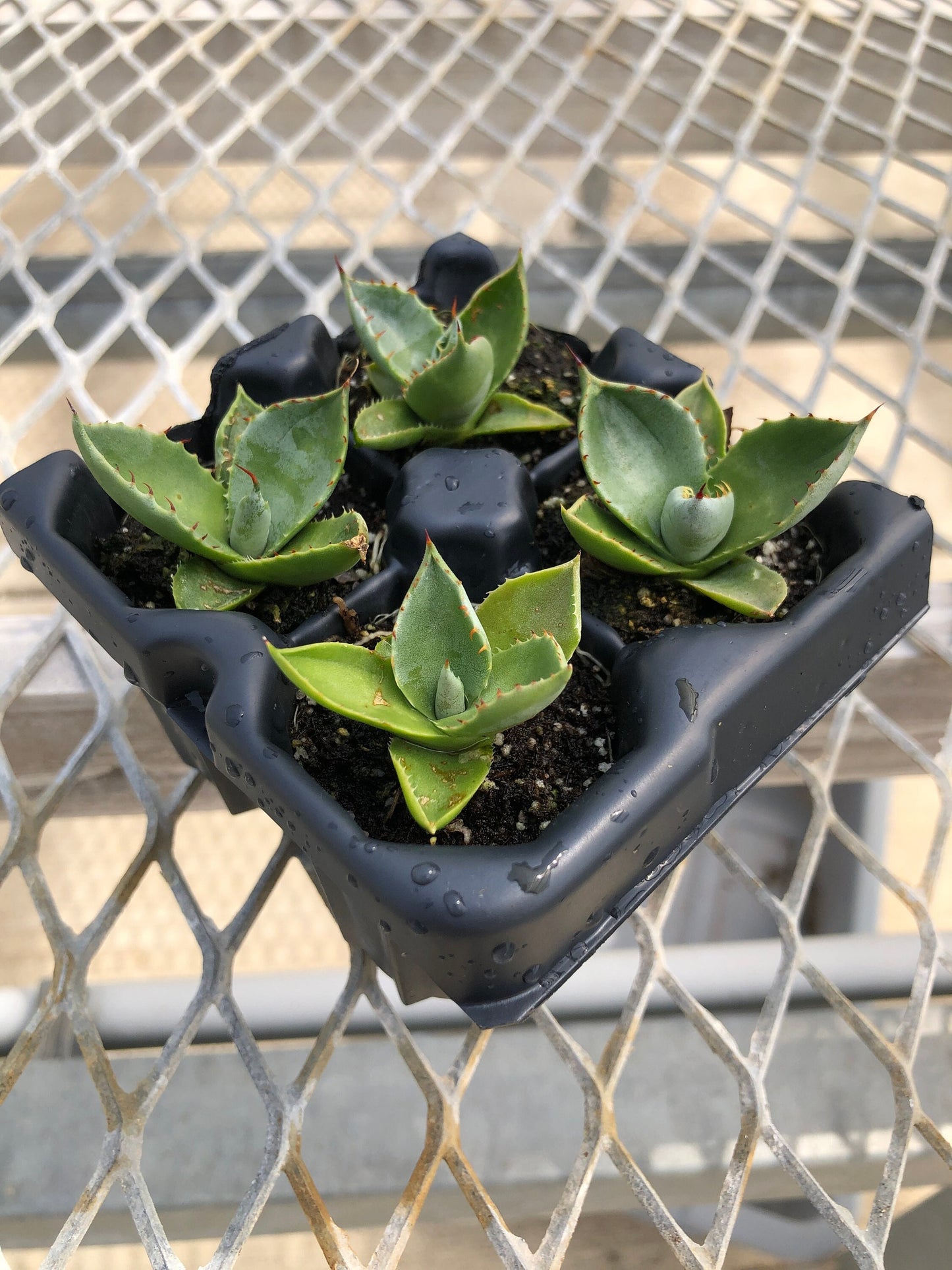 A 4 pack of Agave parryi 'Truncata' pictured from the side. The agave all show the wide, rounded leaves of Truncata, with a tight rosette in the middle. The colors of the leaves range from green to a darker blue green.