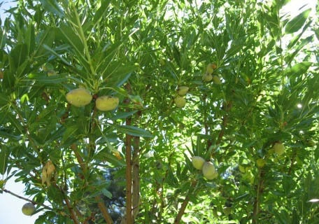 An adult All-In-One Almond tree with almonds growing on the tree. The leaves are bright green, and the almonds are a light green color.