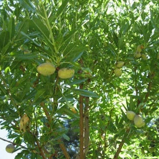 An adult All-In-One Almond tree with almonds growing on the tree. The leaves are bright green, and the almonds are a light green color.