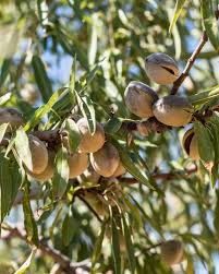 An adult All-In-One Almond tree with almonds hanging from the tree. The almond kernels are starting to open.