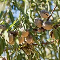An adult All-In-One Almond tree with almonds hanging from the tree. The almond kernels are starting to open.