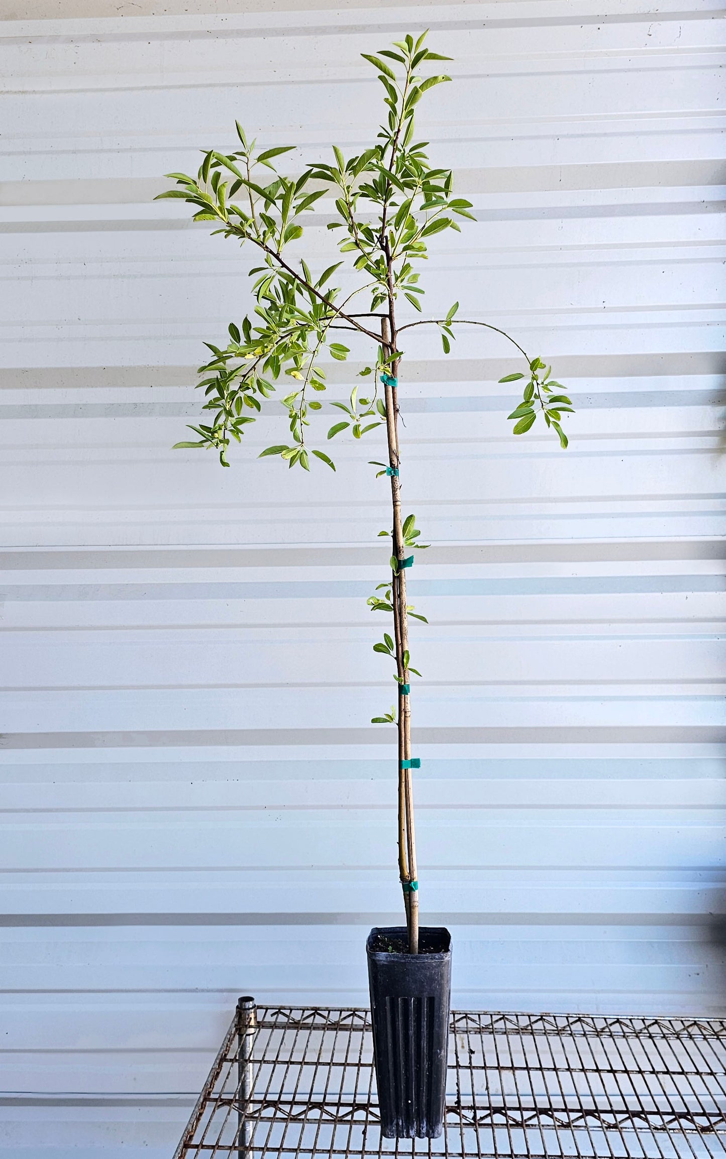 An All-In-One almond tree for sale in a Proptek growing pot. The tree has some small leaves at the bottom of the trunk, and newer growth can be seen growing from the top of the tree.