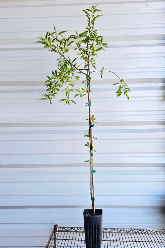 An All-In-One almond tree for sale in a Proptek growing pot. The tree has some small leaves at the bottom of the trunk, and newer growth can be seen growing from the top of the tree.