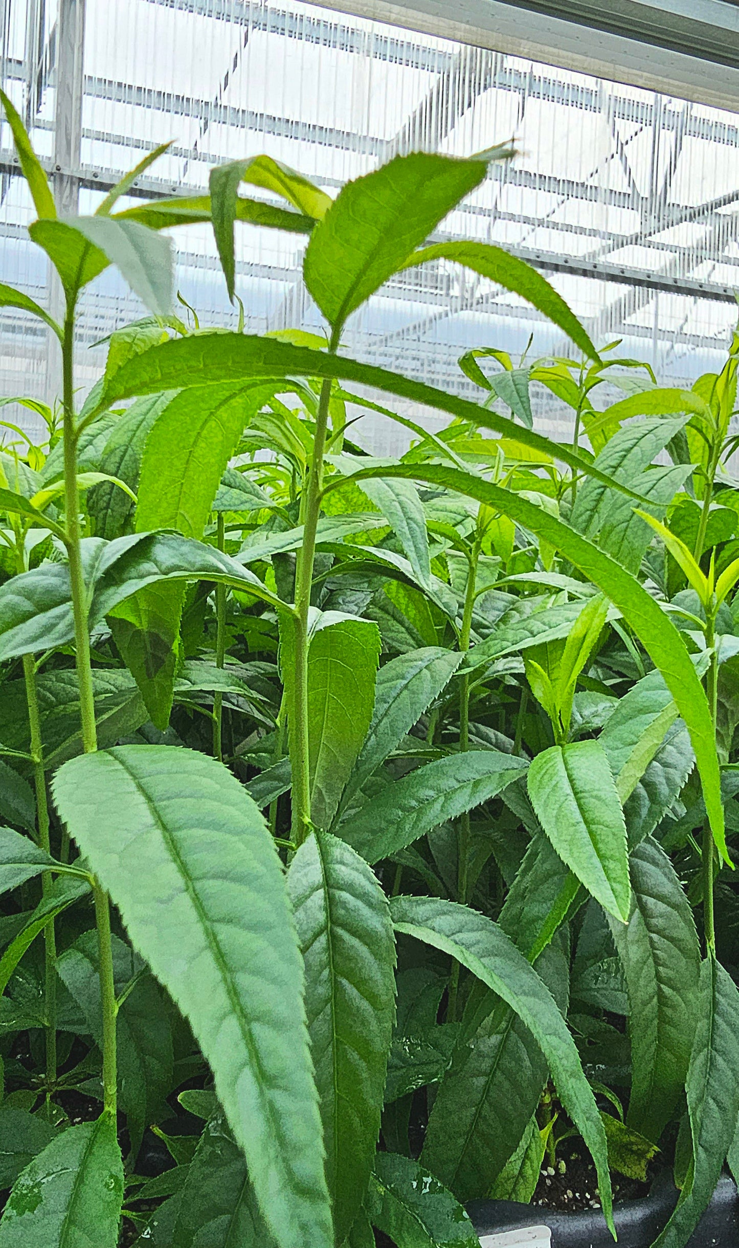 Young almond plants growing in our greenhouses. The plants have long, bright green leaves and sturdy, green shoots.