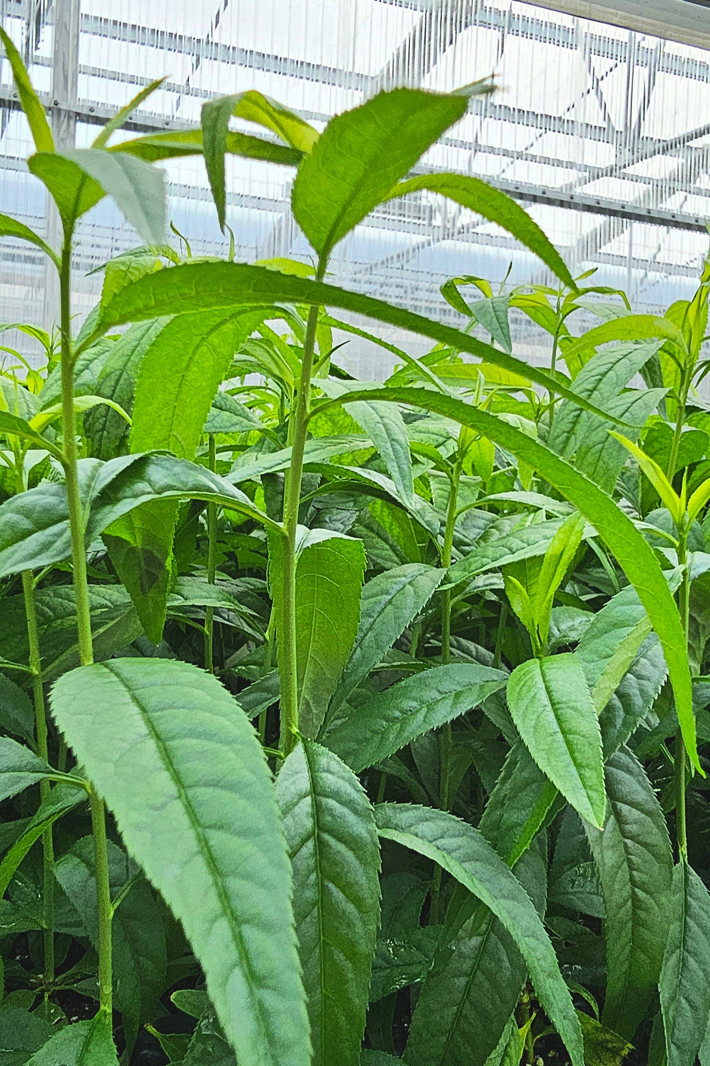 Young almond plants growing in our greenhouses. The plants have long, bright green leaves and sturdy, green shoots.