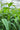 Young almond plants growing in our greenhouses. The plants have long, bright green leaves and sturdy, green shoots.