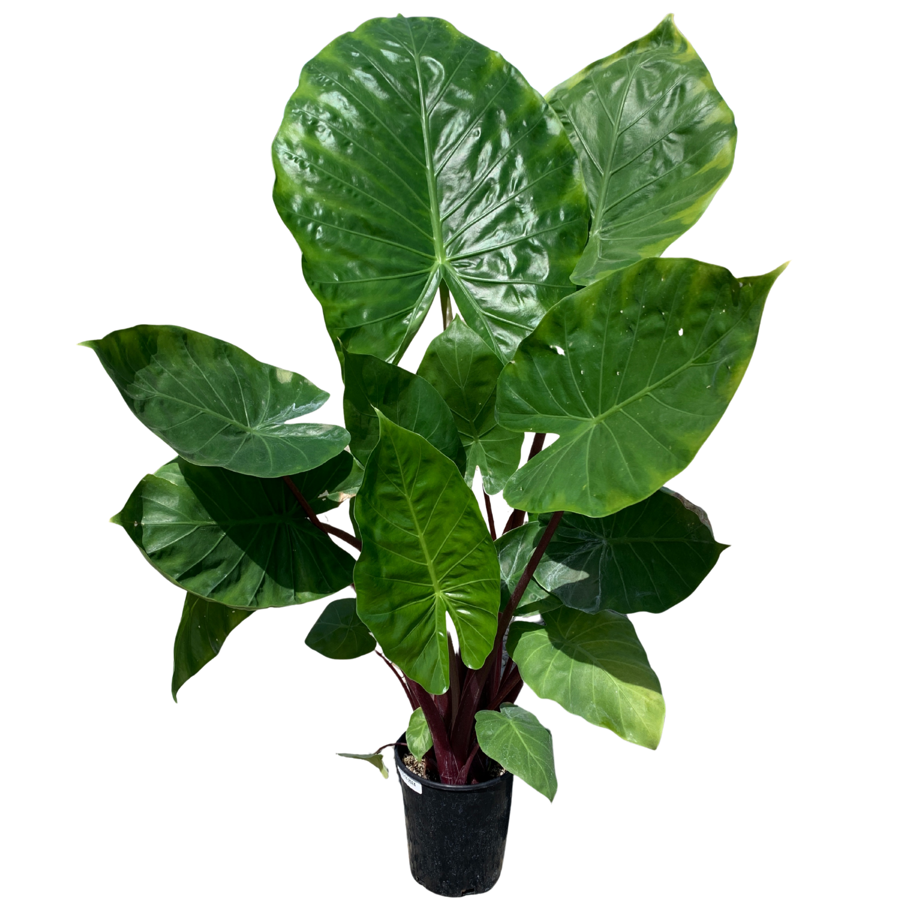 are alocasia indoor plants Imperial Red Alocasia