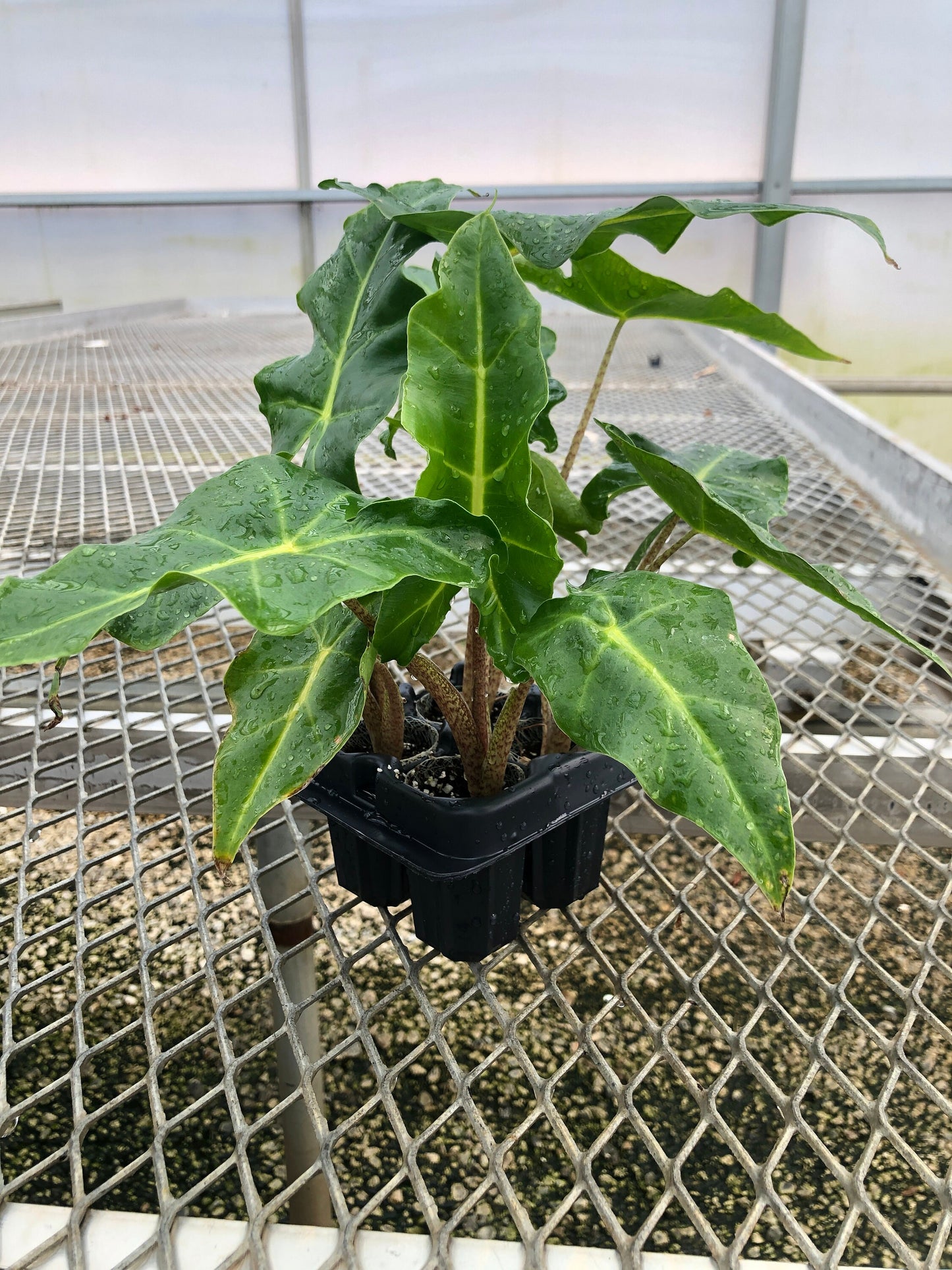 A 4 pack of Alocasia 'Golden Dragon' pictured from the side. These young 'Golden Dragon' are already showing their characteristic dark green leaves and yellow veins, but their stems are still more brown than yellow (but will become a brighter yellow with age).